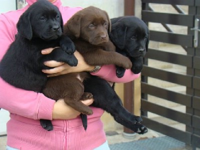 Labrador retriver okoladna i crna tena